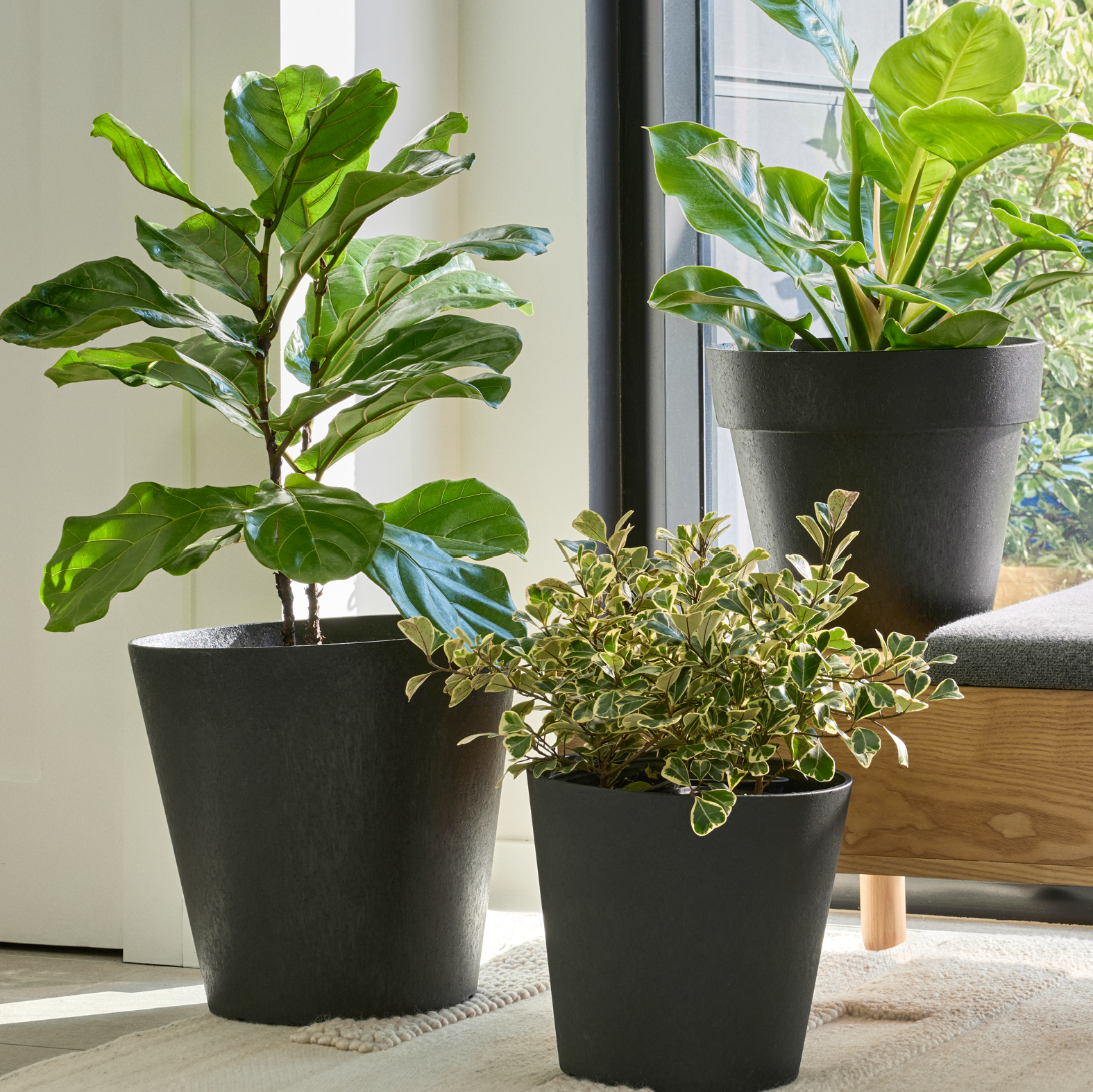 Three potted plants in black pots on a windowsill with a view of greenery outside.